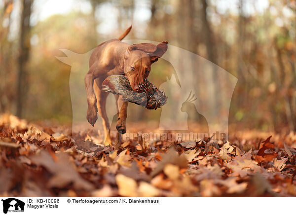 Magyar Vizsla / Magyar Vizsla / KB-10096