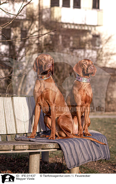 Magyar Vizsla / IFE-01437