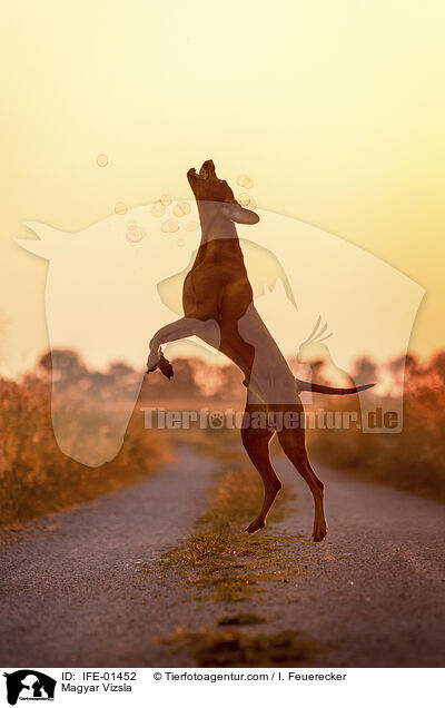 Magyar Vizsla / IFE-01452