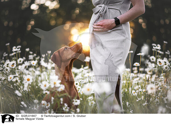 Magyar Vizsla Hndin / female Magyar Vizsla / SGR-01667