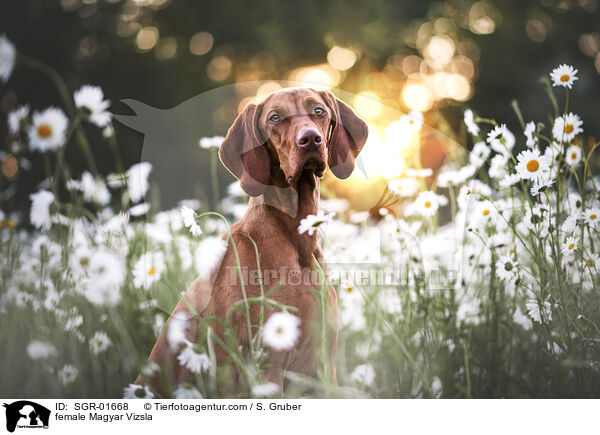 Magyar Vizsla Hndin / female Magyar Vizsla / SGR-01668