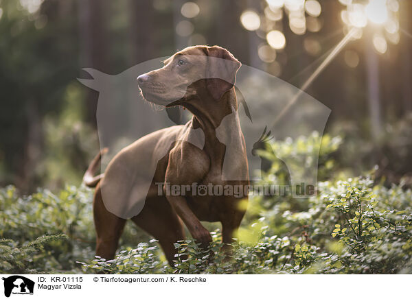 Magyar Vizsla / Magyar Vizsla / KR-01115