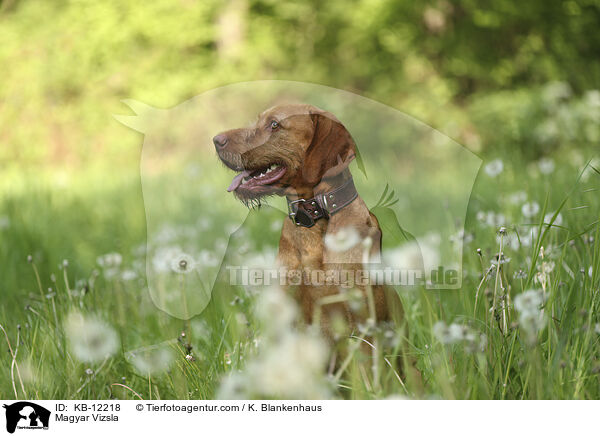 Magyar Vizsla / KB-12218