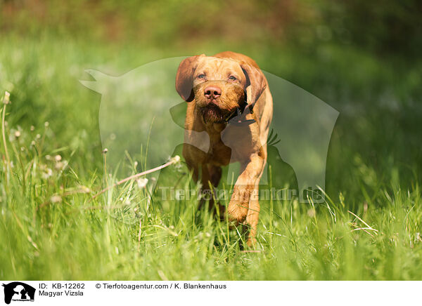 Magyar Vizsla / KB-12262
