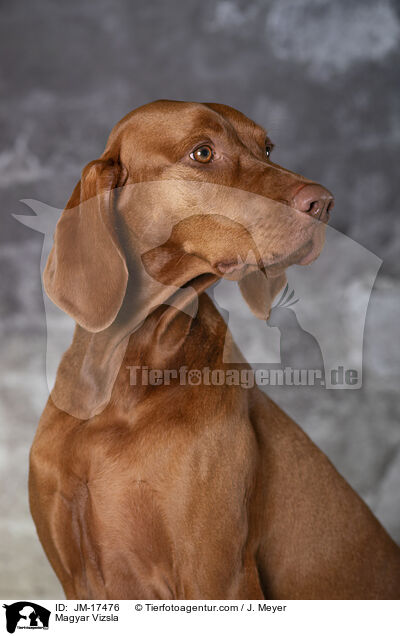Magyar Vizsla / JM-17476