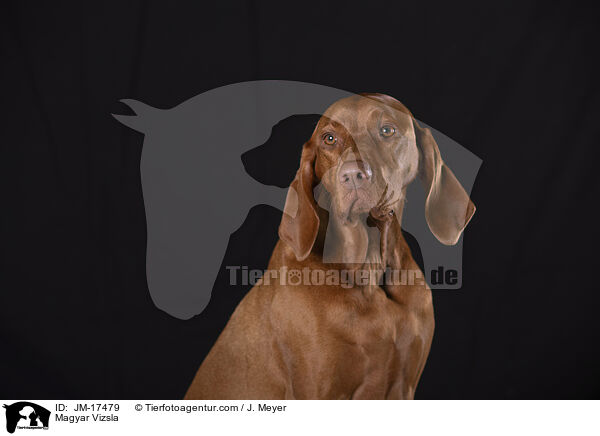 Magyar Vizsla / Magyar Vizsla / JM-17479