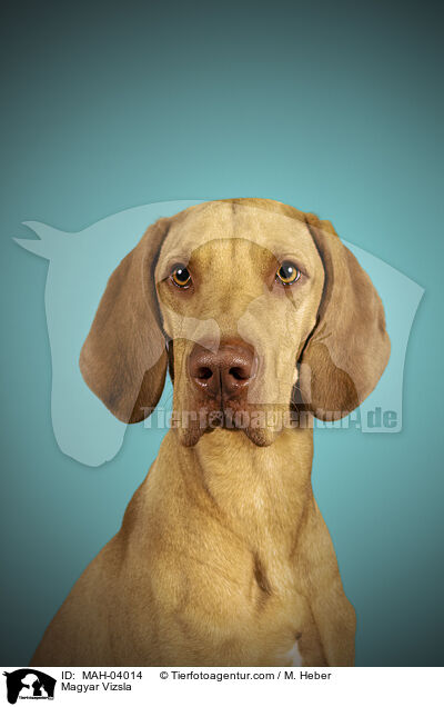 Magyar Vizsla / MAH-04014