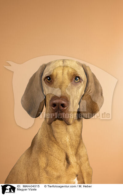 Magyar Vizsla / MAH-04015