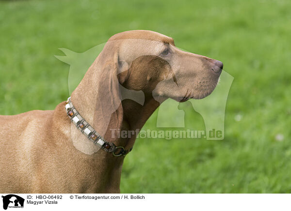 Magyar Vizsla / HBO-06492