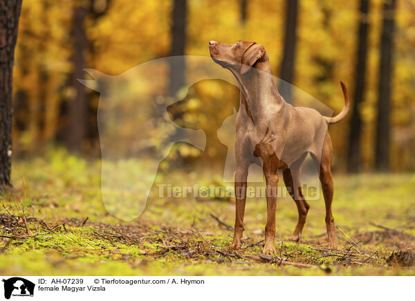 female Magyar Vizsla / AH-07239