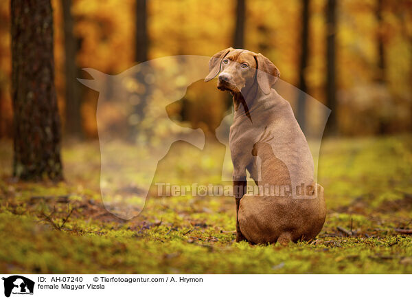 female Magyar Vizsla / AH-07240