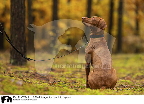 Magyar Vizsla Hndin / female Magyar Vizsla / AH-07241