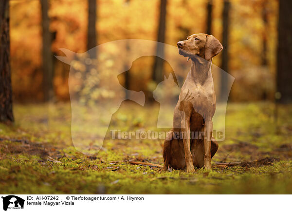 female Magyar Vizsla / AH-07242