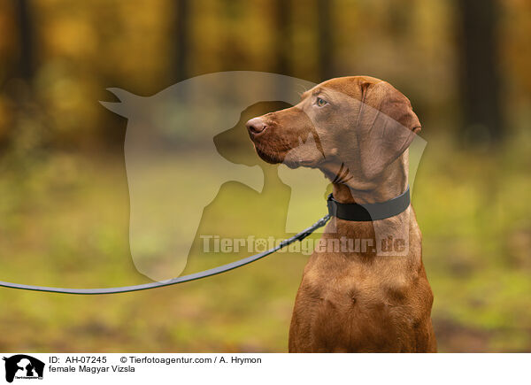 female Magyar Vizsla / AH-07245