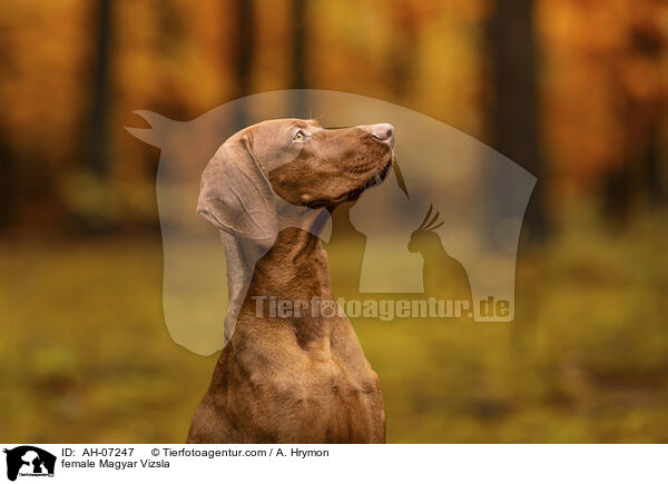 female Magyar Vizsla / AH-07247
