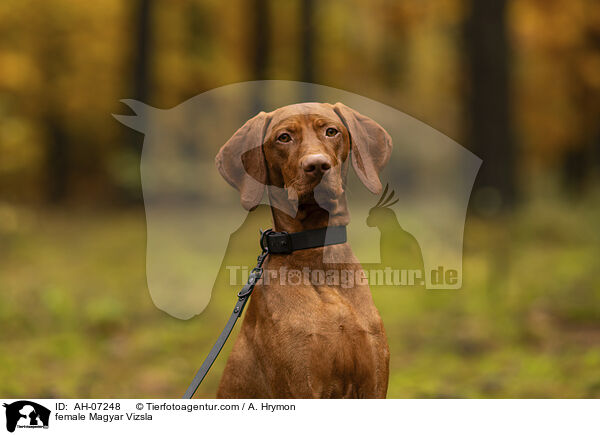 female Magyar Vizsla / AH-07248