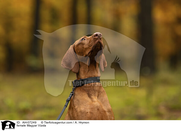 female Magyar Vizsla / AH-07249