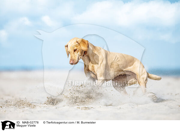 Magyar Vizsla / MAB-02778