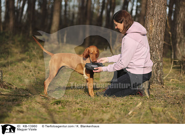 Magyar Vizsla / Magyar Vizsla / KB-13960