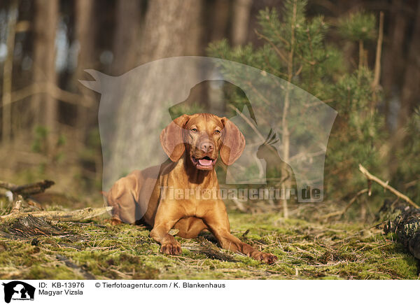 Magyar Vizsla / KB-13976