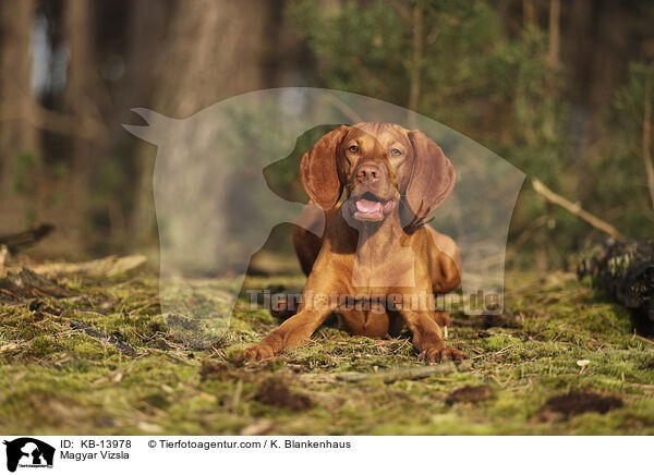 Magyar Vizsla / KB-13978