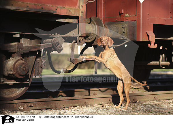 Magyar Vizsla / Magyar Vizsla / KB-14479