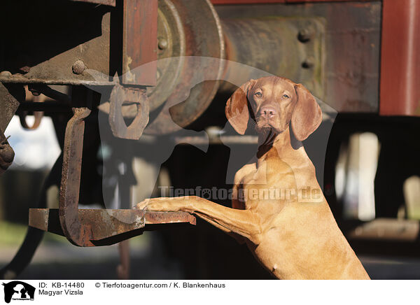Magyar Vizsla / Magyar Vizsla / KB-14480