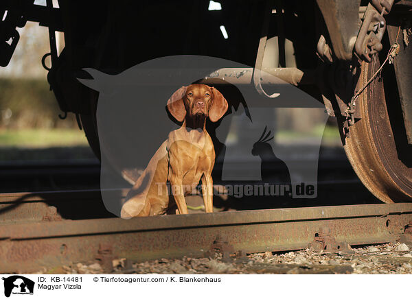 Magyar Vizsla / Magyar Vizsla / KB-14481
