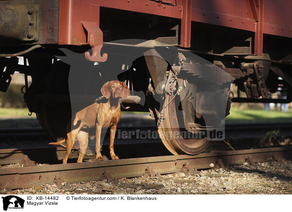 Magyar Vizsla / Magyar Vizsla / KB-14482