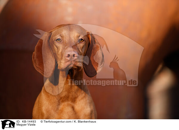 Magyar Vizsla / Magyar Vizsla / KB-14493
