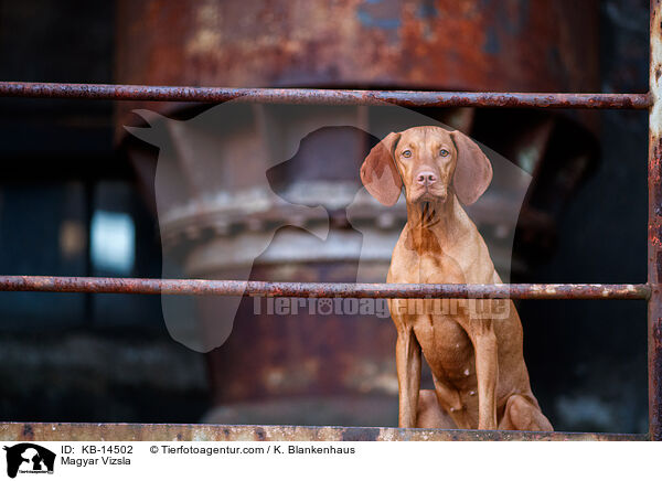Magyar Vizsla / Magyar Vizsla / KB-14502