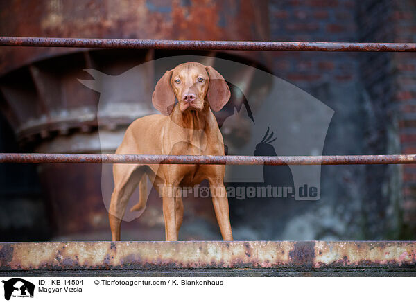 Magyar Vizsla / Magyar Vizsla / KB-14504
