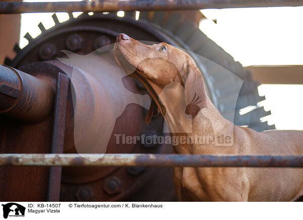 Magyar Vizsla / Magyar Vizsla / KB-14507