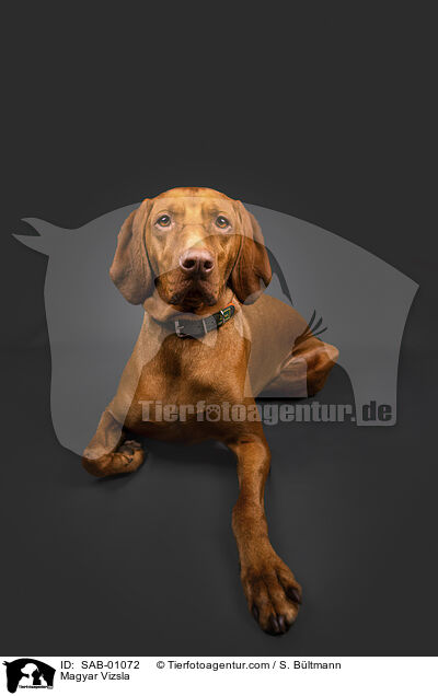 Magyar Vizsla / SAB-01072