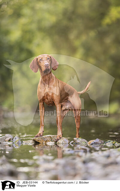 Magyar Vizsla / JEB-03144