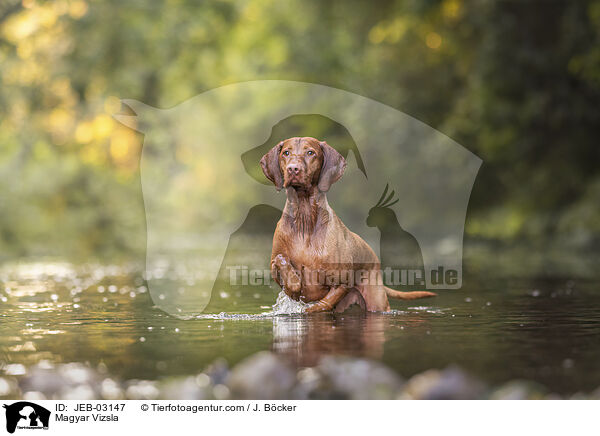 Magyar Vizsla / JEB-03147
