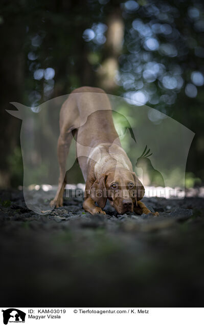 Magyar Vizsla / KAM-03019
