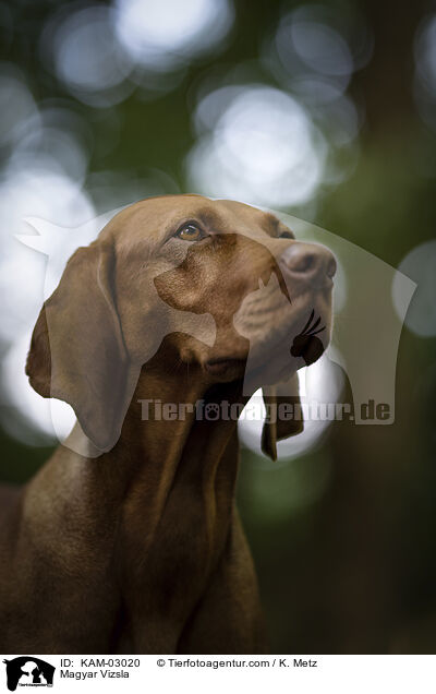 Magyar Vizsla / KAM-03020