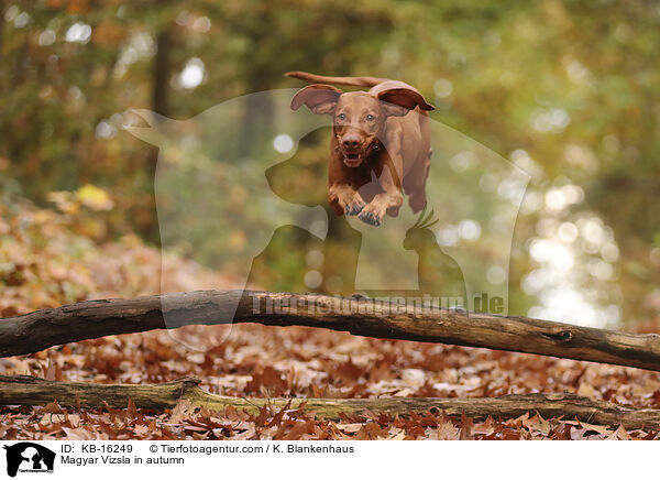 Magyar Vizsla im Herbst / Magyar Vizsla in autumn / KB-16249