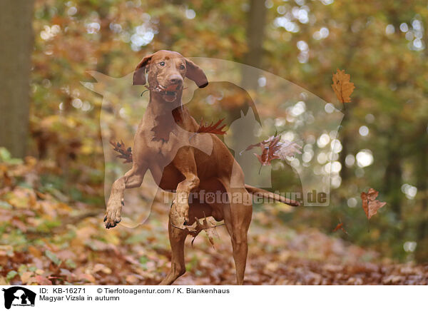 Magyar Vizsla in autumn / KB-16271