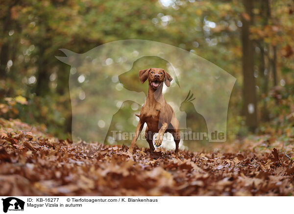 Magyar Vizsla im Herbst / Magyar Vizsla in autumn / KB-16277