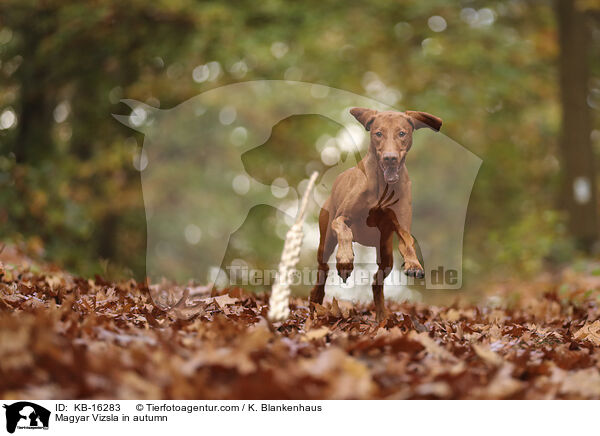 Magyar Vizsla im Herbst / Magyar Vizsla in autumn / KB-16283