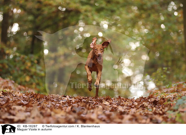 Magyar Vizsla in autumn / KB-16287
