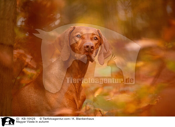 Magyar Vizsla im Herbst / Magyar Vizsla in autumn / KB-16429