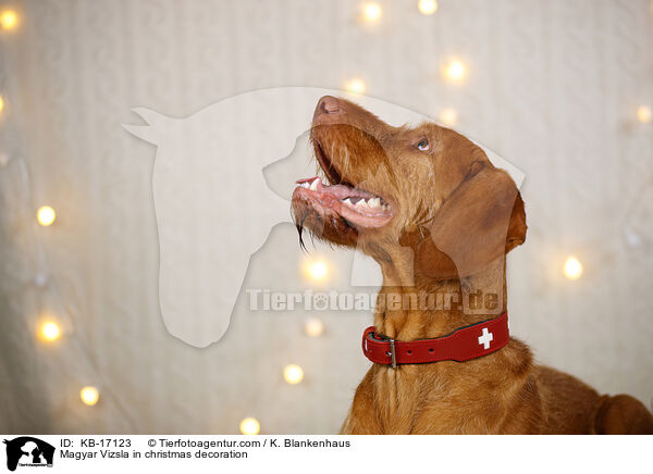Magyar Vizsla in Weihnachtsdeko / Magyar Vizsla in christmas decoration / KB-17123
