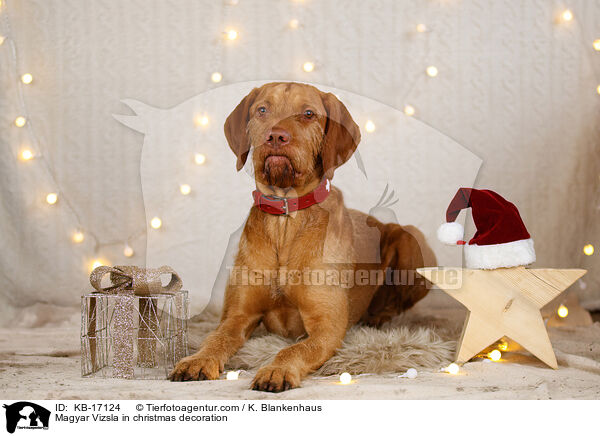Magyar Vizsla in Weihnachtsdeko / Magyar Vizsla in christmas decoration / KB-17124