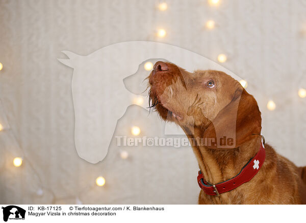 Magyar Vizsla in christmas decoration / KB-17125