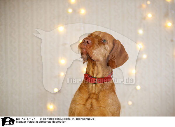 Magyar Vizsla in christmas decoration / KB-17127
