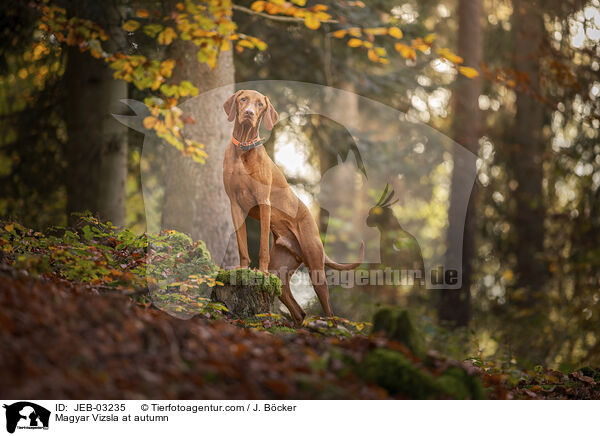 Magyar Vizsla at autumn / JEB-03235