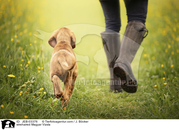 wirehaired Magyar Vizsla / JEB-03376